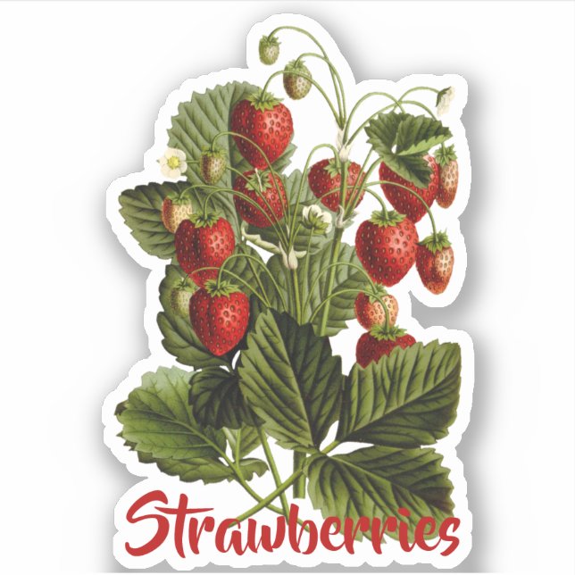 Strawberries customizable (Front)