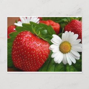 Strawberries & Daisies Postcard