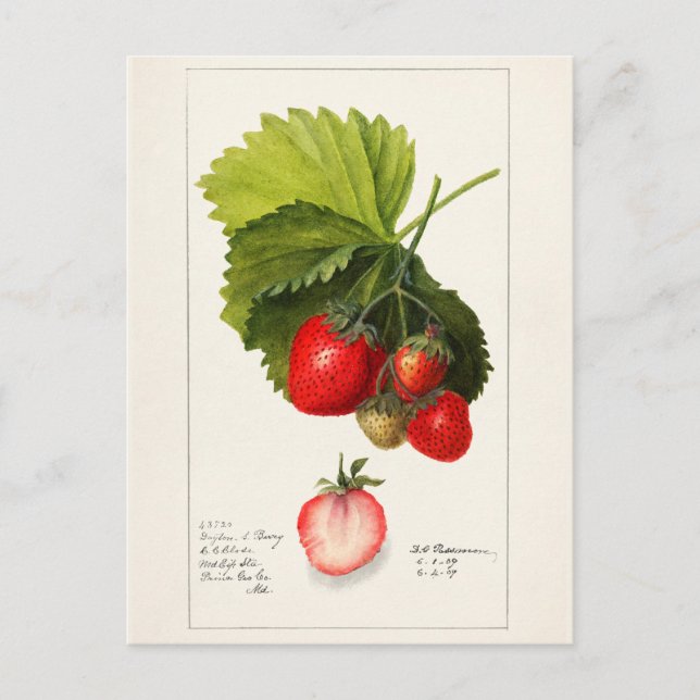 Strawberries (Fragaria) Fruit Watercolor Painting Postcard (Front)