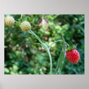Strawberries in June Poster