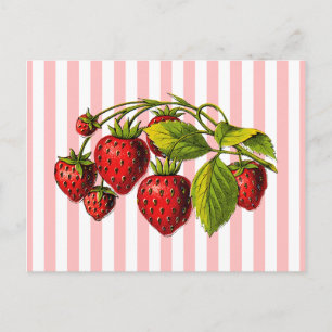 Strawberries on Pink and White Stripes Postcard