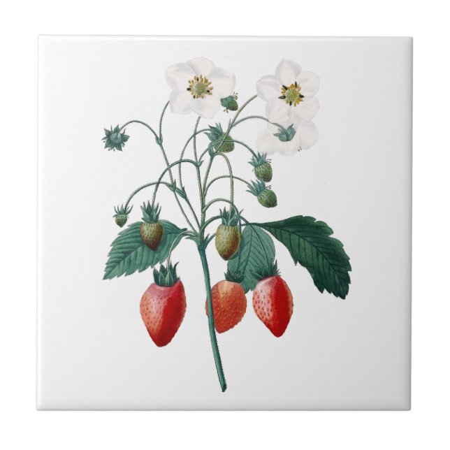 Strawberries Redoute Botanical Ceramic Tile (Front)