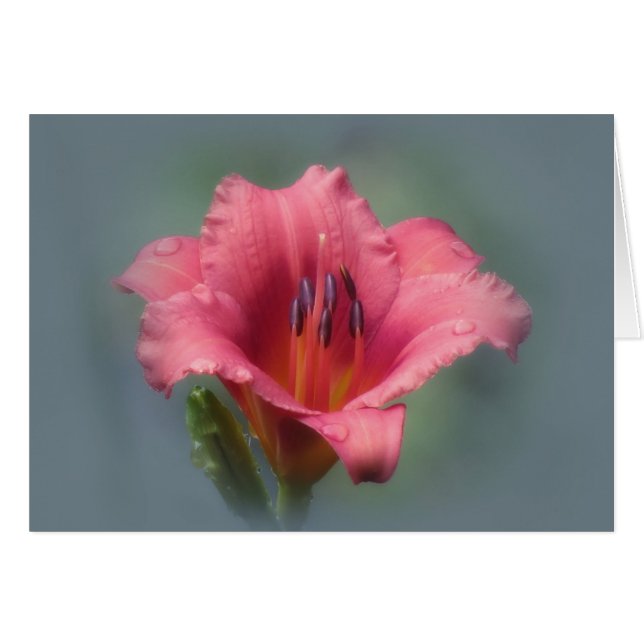 Strawberry and Blue - Daylily (Front Horizontal)