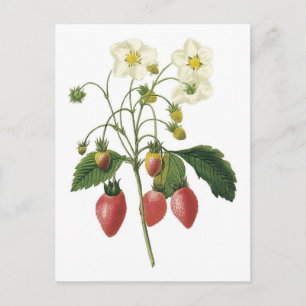 Strawberry botanical illustration postcard