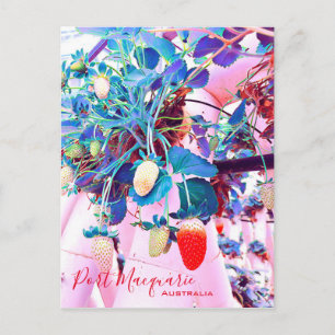 Strawberry farm Port Macquarie Australia Postcard
