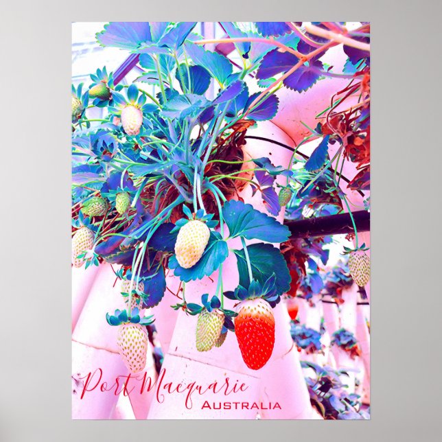 Strawberry farm Port Macquarie Australia Poster (Front)