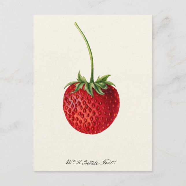 Strawberry (Fragaria) Fruit Watercolor Painting Postcard (Front)