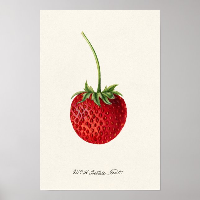Strawberry (Fragaria) Fruit Watercolor Painting Poster (Front)