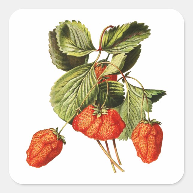 Strawberry Fruit Vintage Botanical illustration Square Sticker (Front)