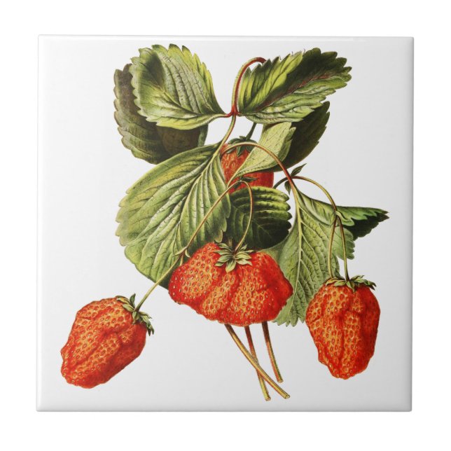 Strawberry Fruit Vintage Botanical illustration Tile (Front)