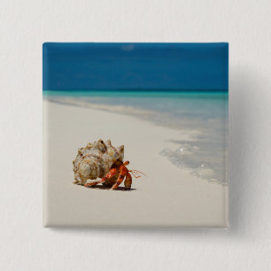 Strawberry Hermit Crab   Coenobita Perlatus 2 Inch Square Button