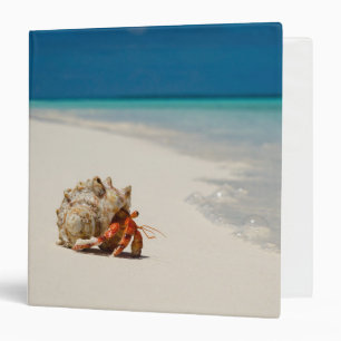 Strawberry Hermit Crab Coenobita Perlatus Binder