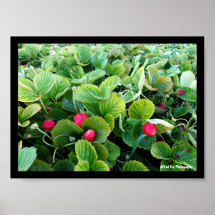 Strawberry Patch Poster