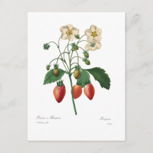 Strawberry Postcard