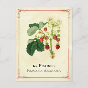 Strawberry Postcard