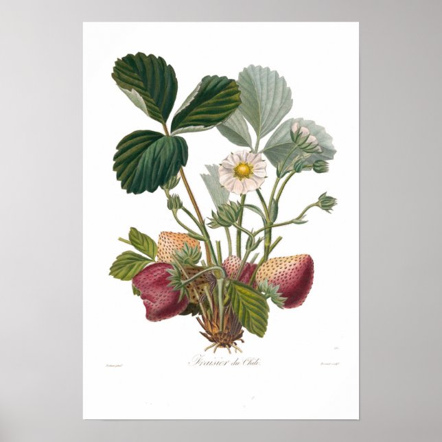 Strawberry Poster (Front)