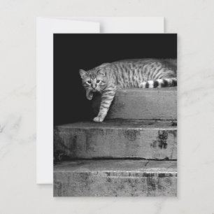 Stray Cat on Stairs Postcard