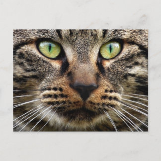 Stray Cat Stare Postcard