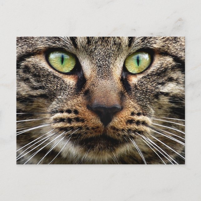 Stray Cat Stare Postcard (Front)