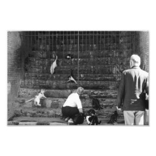 Stray Cats in Venice Italy Street Cat Tourist Photo Print