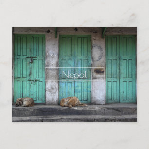 Stray dogs in front green doors in Nepal Postcard