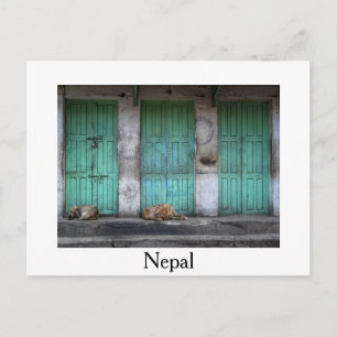 Stray dogs in front green doors white postcard