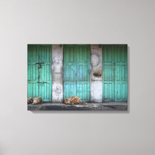 Stray dogs in front of dirty green doors canvas print