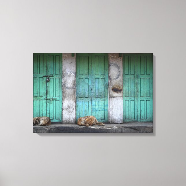 Stray dogs in front of dirty green doors canvas print (Front)
