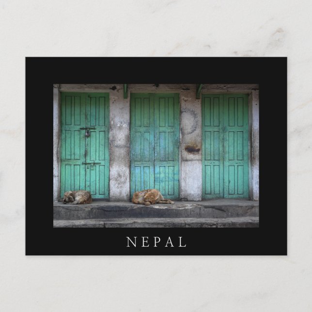 Stray dogs in front of dirty green doors in Nepal Postcard (Front)