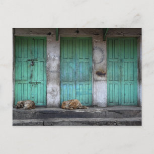 Stray dogs in front of dirty green doors postcard