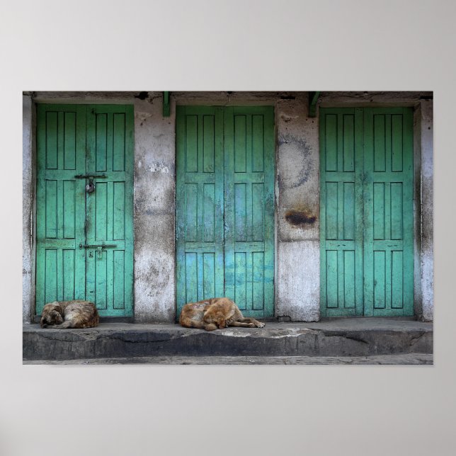 Stray dogs in front of dirty green doors poster (Front)