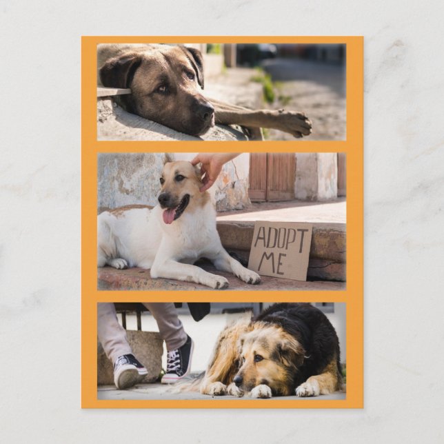 Stray Dogs Waiting for Adoption Postcrossing Postcard (Front)