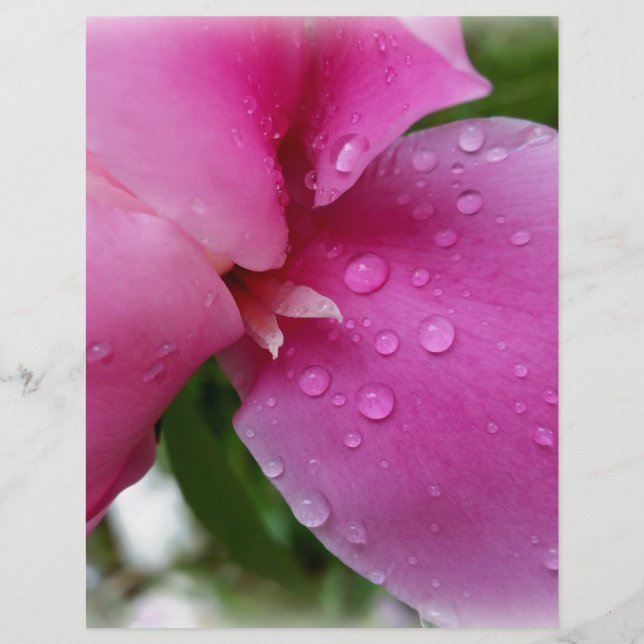stray petal in the rain (Front)