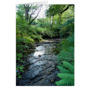 "Stream in Northumberland Woods" (6)
