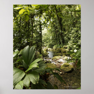 stream in rainforest, Dominica Poster