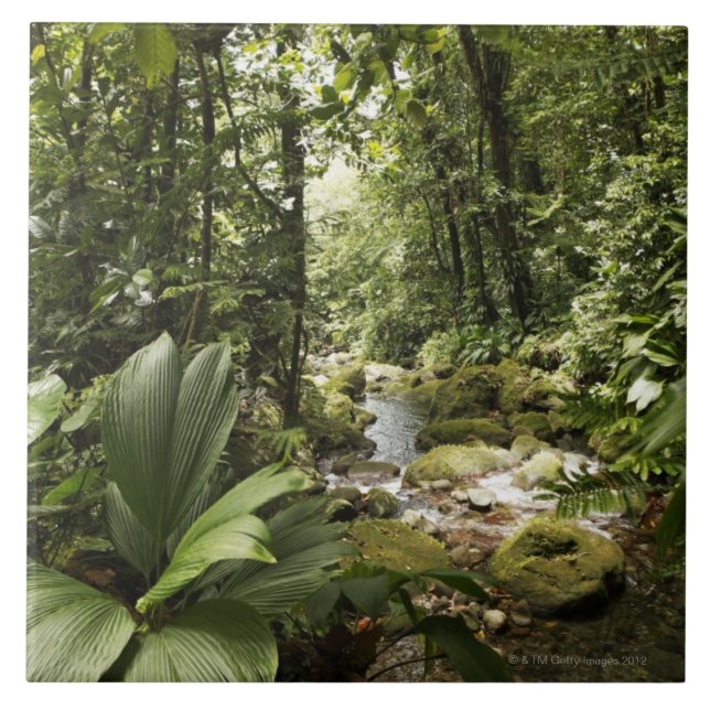 stream in rainforest, Dominica Tile (Front)