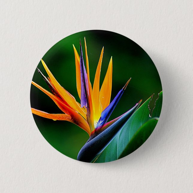 Strelitzia. Bird of paradise flower. 2 Inch Round Button (Front)