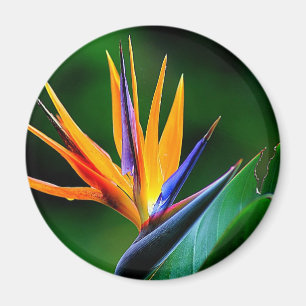 Strelitzia. Bird of paradise flower. Magnet