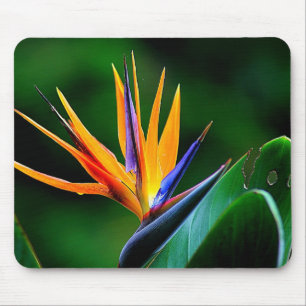 Strelitzia. Bird of paradise flower. Mouse Pad