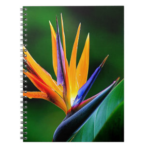 Strelitzia. Bird of paradise flower. Notebook