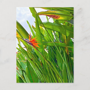 Strelitzia Reginae & Leaves Postcard