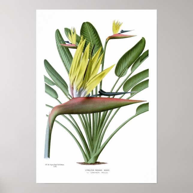 Strelitzia reginae poster (Front)