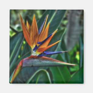Strelitzia - Tenerife Flower Magnet