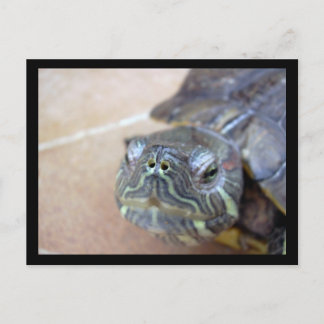 Strelka closeup postcard