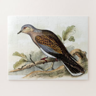 Streptopelia turtur Dove Wild Bird Feather Art Jig Jigsaw Puzzle