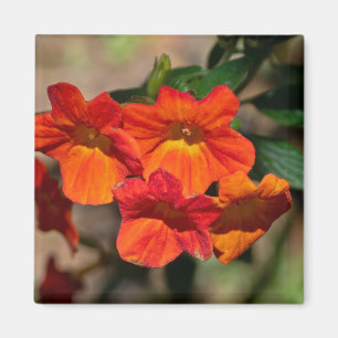 Streptosolen jamesonii Fire Bush Flower Magnet