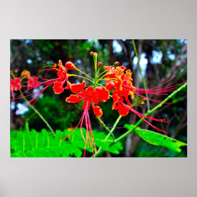 Stretched Canvas Print (Front)