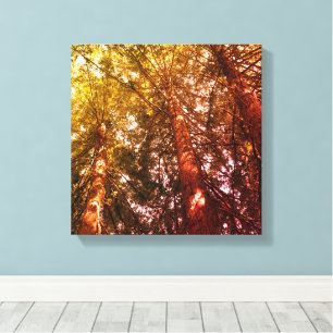 Stretched Canvas Print, In the Redwoods Print