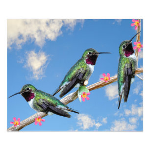 Stretched Canvas Print Three Hummingbirds perched