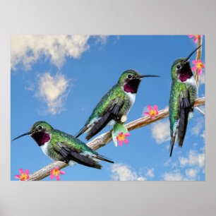 Stretched Canvas Print Three Hummingbirds perched 